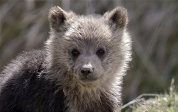 野外生活的小熊高清动物图片