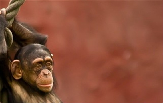 各种可爱的猴子高清动物图片