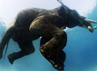 最后一头水中游泳大象：古老文化成过去