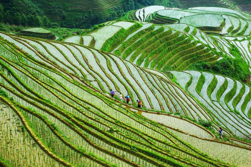 广西龙胜梯田高清风景图片